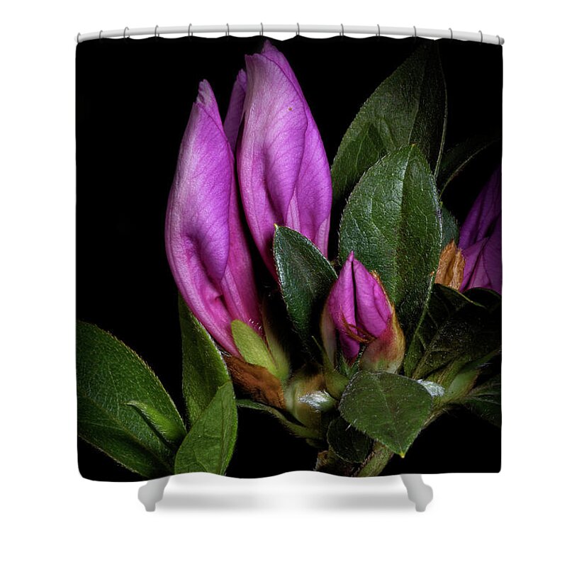 Still Life Shower Curtain featuring the photograph Azalea Buds by Richard Rizzo