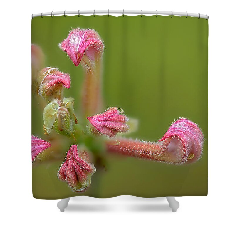 2015 Shower Curtain featuring the photograph Azaleas buds by Robert Charity