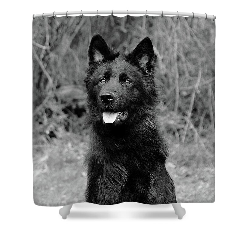 German Shepherd Shower Curtain featuring the photograph Aziza #1 by Sandy Keeton