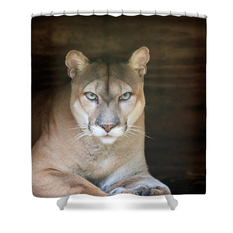 Florida Shower Curtain featuring the photograph Babcock Wilderness Ranch - Portrait of Oceola the Panther by Ronald Reid