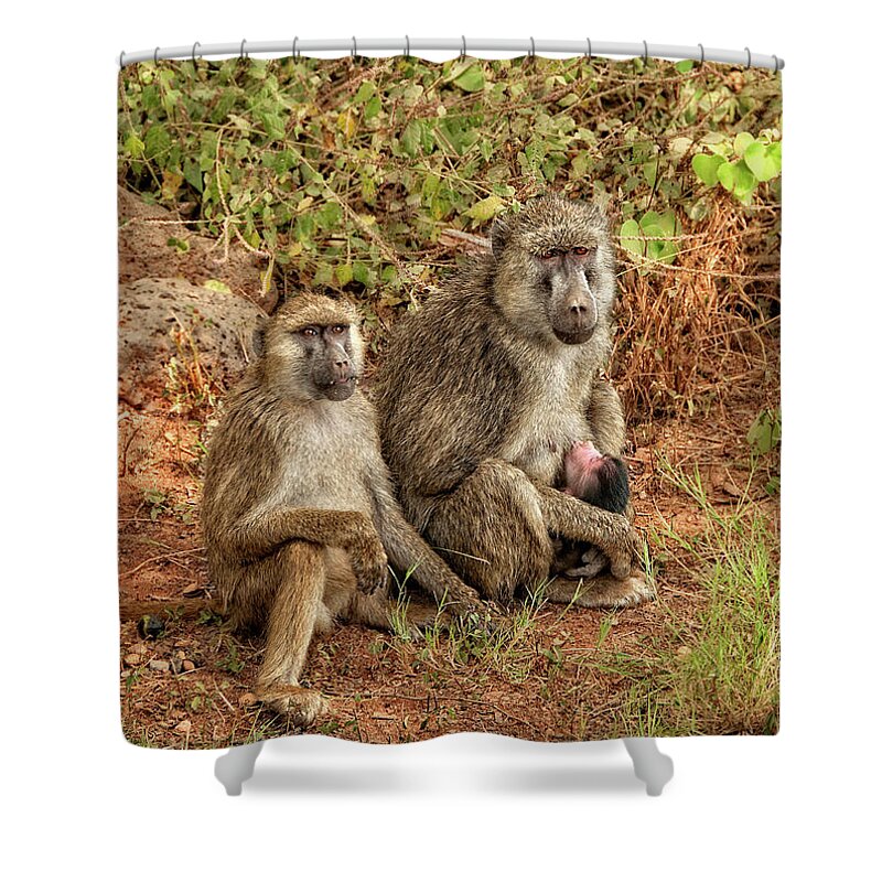 Africa Shower Curtain featuring the photograph Baboon Family in Kenya by Mitchell R Grosky