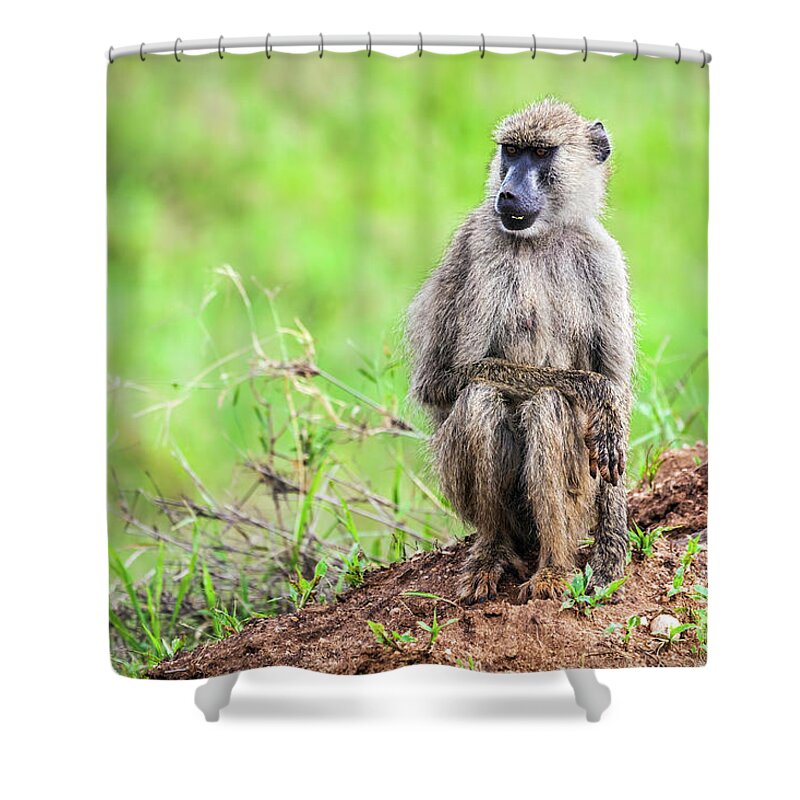 Africa Shower Curtain featuring the photograph Baboon monkey in African bush. Safari in Tsavo West, Kenya by Michal Bednarek
