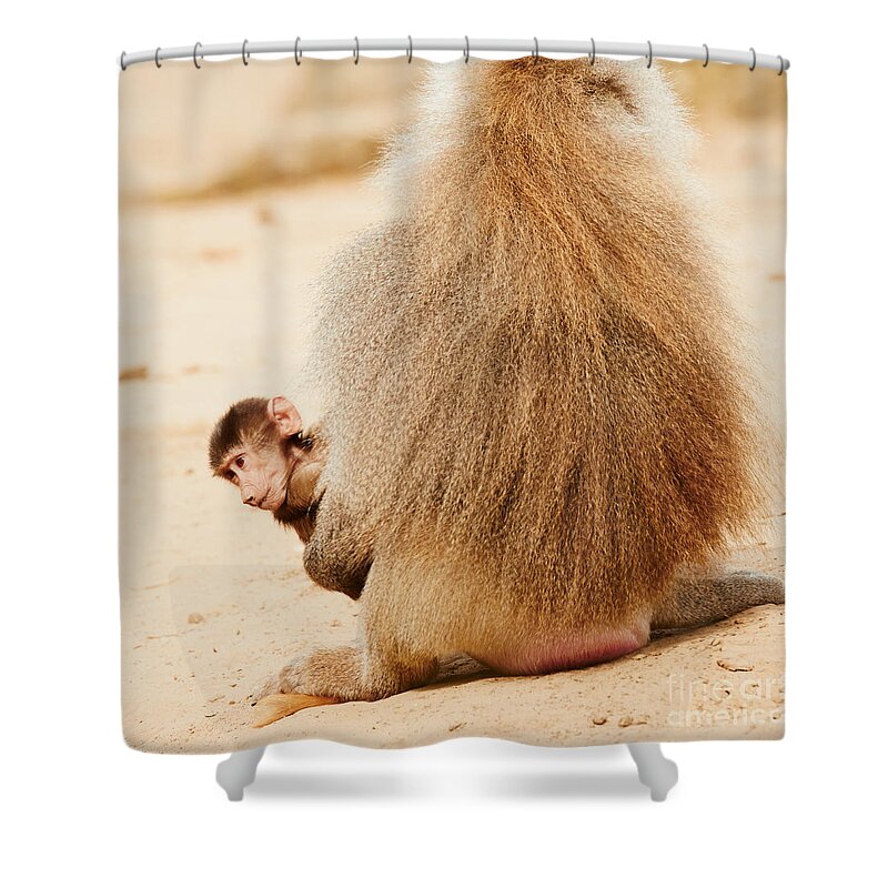 Baboon Shower Curtain featuring the photograph Baboon with a baby by Nick Biemans