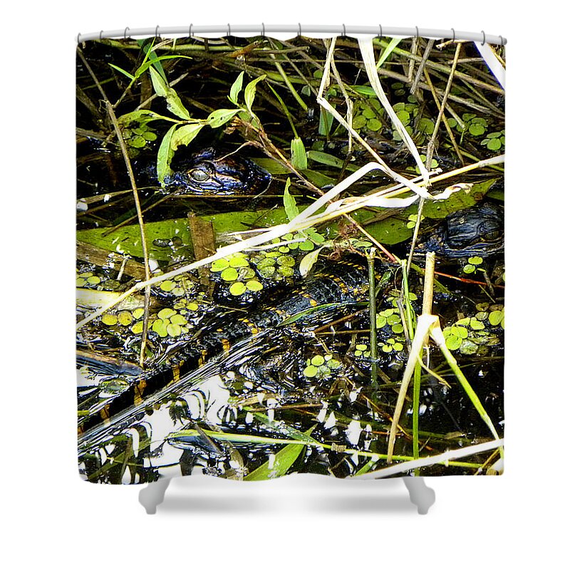 Animals Shower Curtain featuring the photograph Baby Alligator 001 by Christopher Mercer