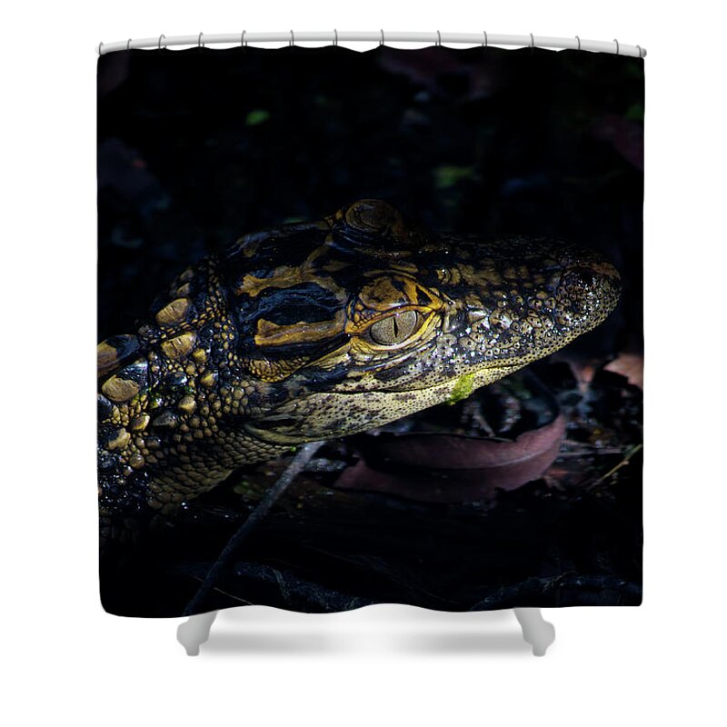 Alligator Shower Curtain featuring the photograph Baby Alligator in the Swamp by Mark Andrew Thomas