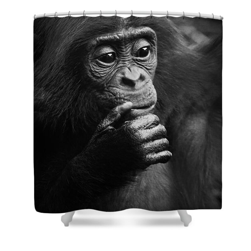 Bonobo Shower Curtain featuring the photograph Baby Bonobo by Heiko Koehrer-Wagner