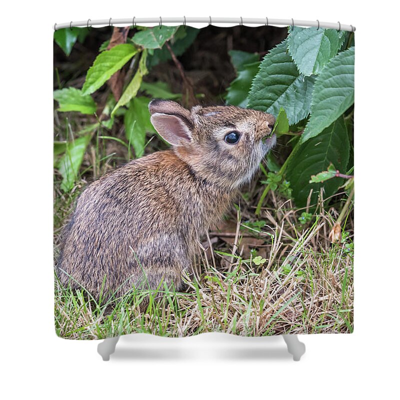 Baby Bunny Eating Leaf Shower Curtain featuring the photograph Baby Bunny Eating Leaf by Terry DeLuco