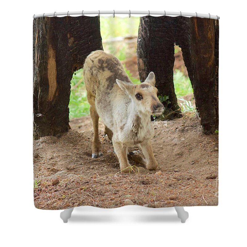 Photography Shower Curtain featuring the photograph Baby Caribou Rising by Sean Griffin