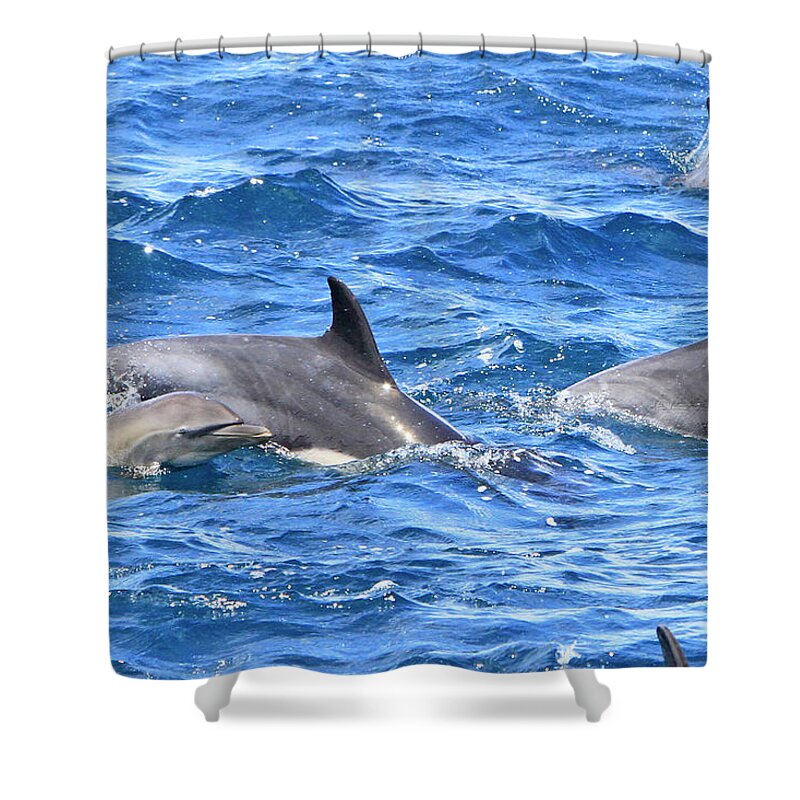 Dolphin Shower Curtain featuring the photograph Baby Common Dolphin by Shoal Hollingsworth