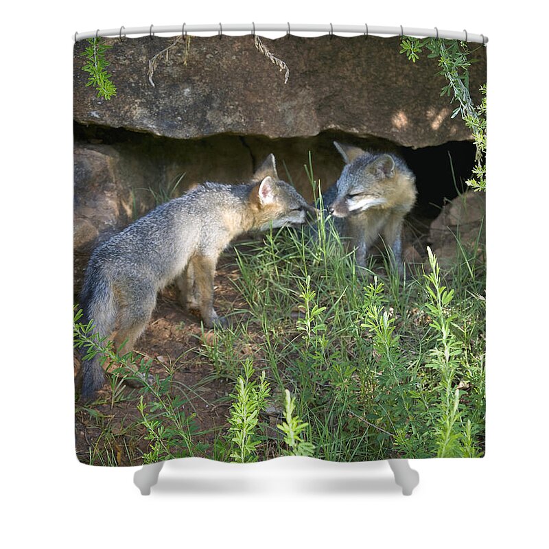 Baby Gray Fox Shower Curtain featuring the photograph Baby Gray Fox Nuzzling by Michael Dougherty