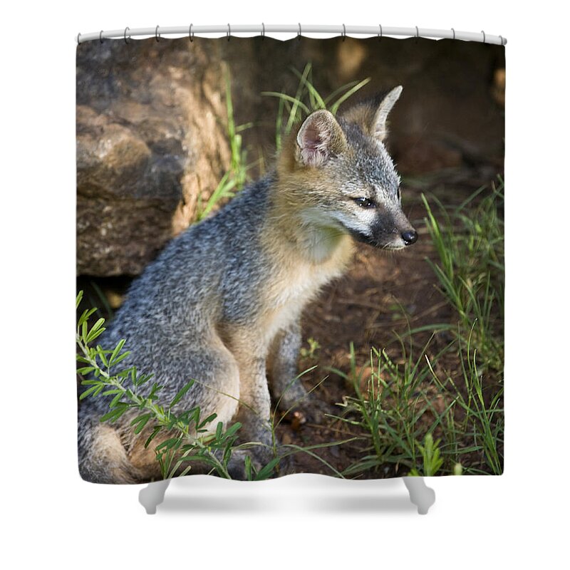 Baby Gray Fox Shower Curtain featuring the photograph Baby Gray Fox Resting on Bluff Side by Michael Dougherty