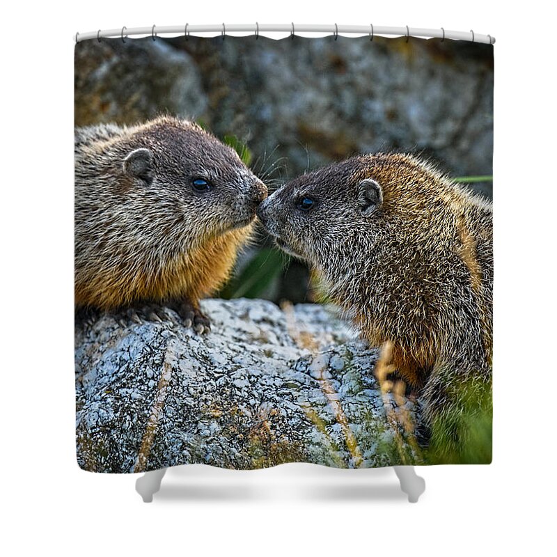 Baby Animals Shower Curtain featuring the photograph Baby Groundhogs Kissing by Bob Orsillo