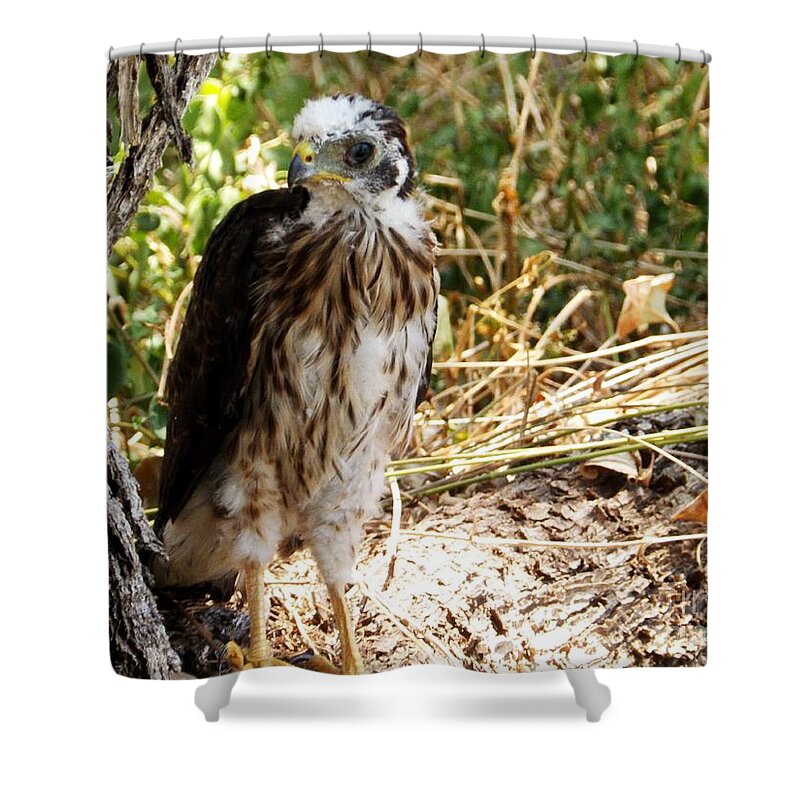 Hawk Shower Curtain featuring the painting Baby Hawk Fell out of Nest by Jayne Kerr