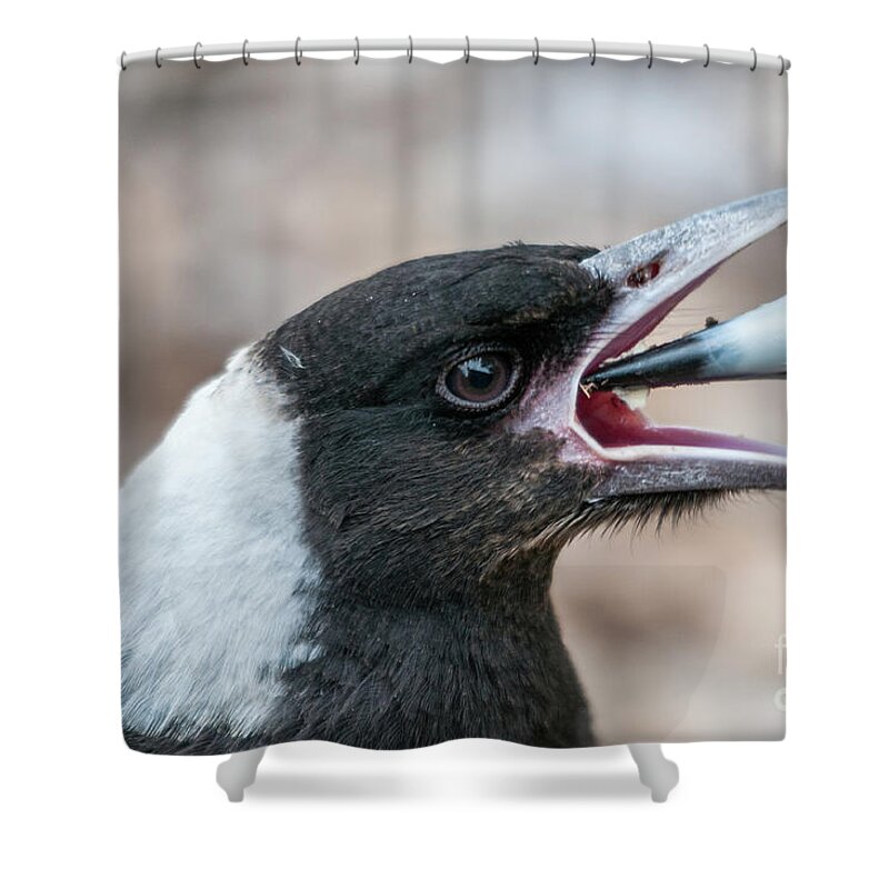 Magpie Shower Curtain featuring the photograph Baby Magpie 2 by Werner Padarin