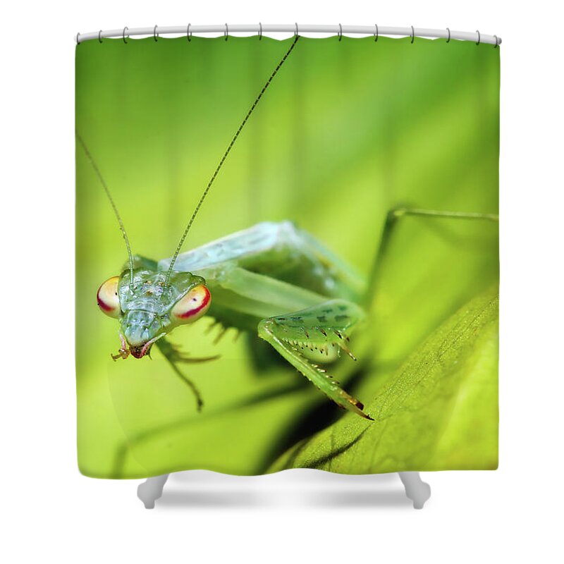 Praymantes Photography Shower Curtain featuring the photograph Baby Praymantes 6677 by Kevin Chippindall