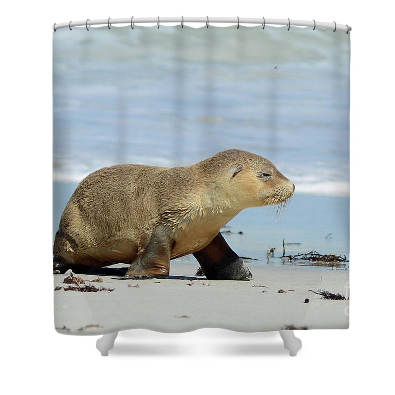 2017 Shower Curtain featuring the photograph Baby Sea Lion on Seals Bay by Andrew Michael