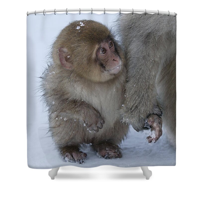 Japanese Macaque Shower Curtain featuring the photograph Baby Snow Monkey by Jean-Louis Klein & Marie-Luce Hubert