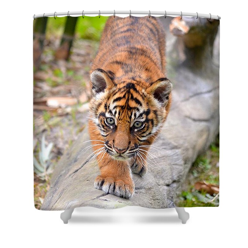Florida Shower Curtain featuring the photograph Baby Sumatran Tiger Cub by Richard Bryce and Family