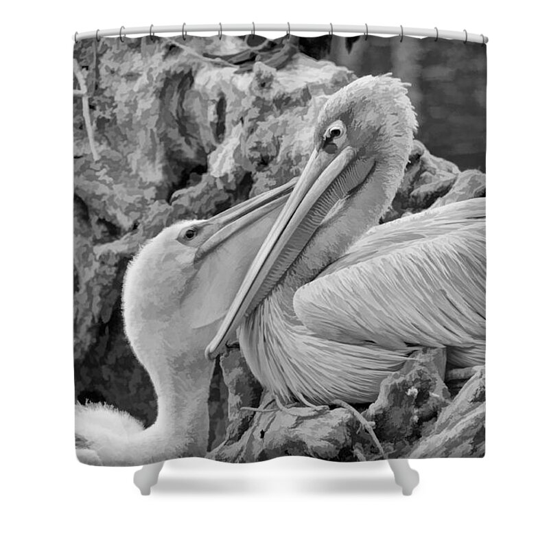 White Pelicans Shower Curtain featuring the photograph Baby White Pelican Talks to Mother White Pelican by Ginger Wakem