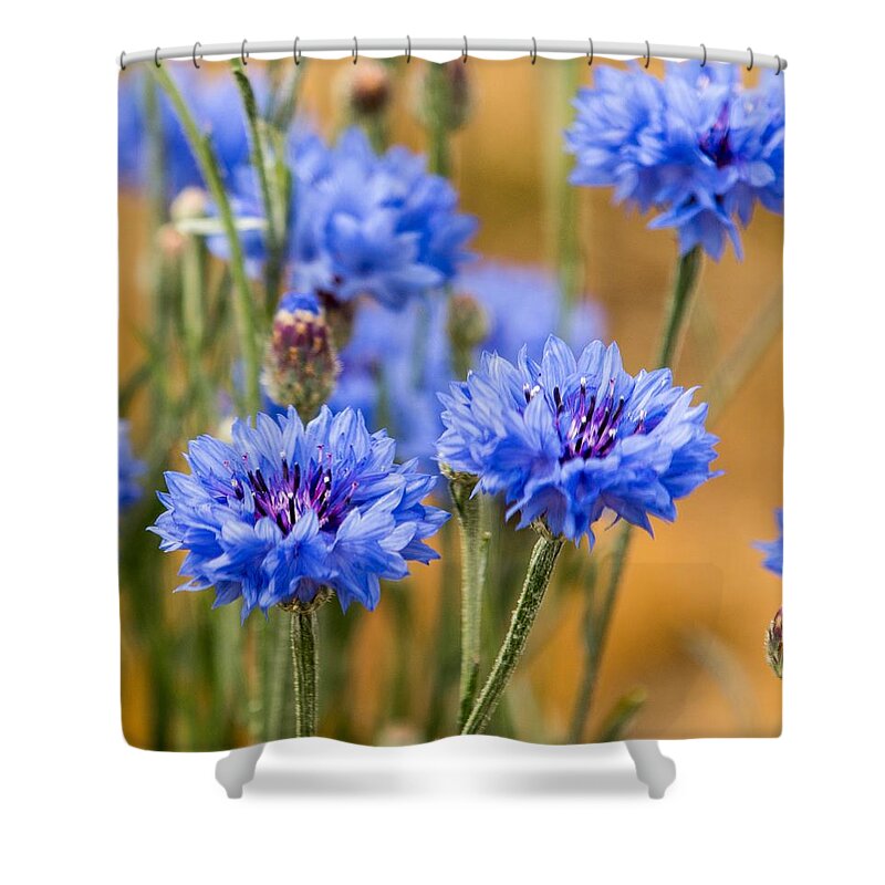 Floral Shower Curtain featuring the photograph Bachelor Buttons in Blue by E Faithe Lester