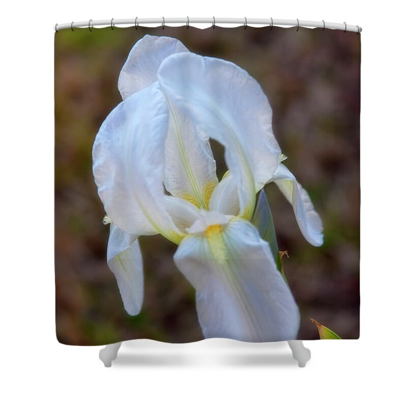 Iris Shower Curtain featuring the photograph Back Lit by Joan Bertucci
