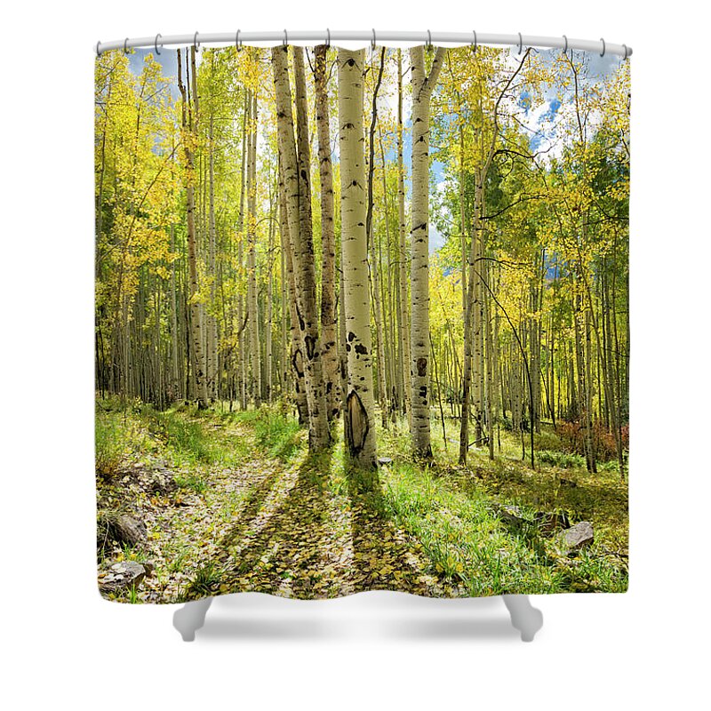 Aspen Shower Curtain featuring the photograph Backlit Aspen Trail by Denise Bush