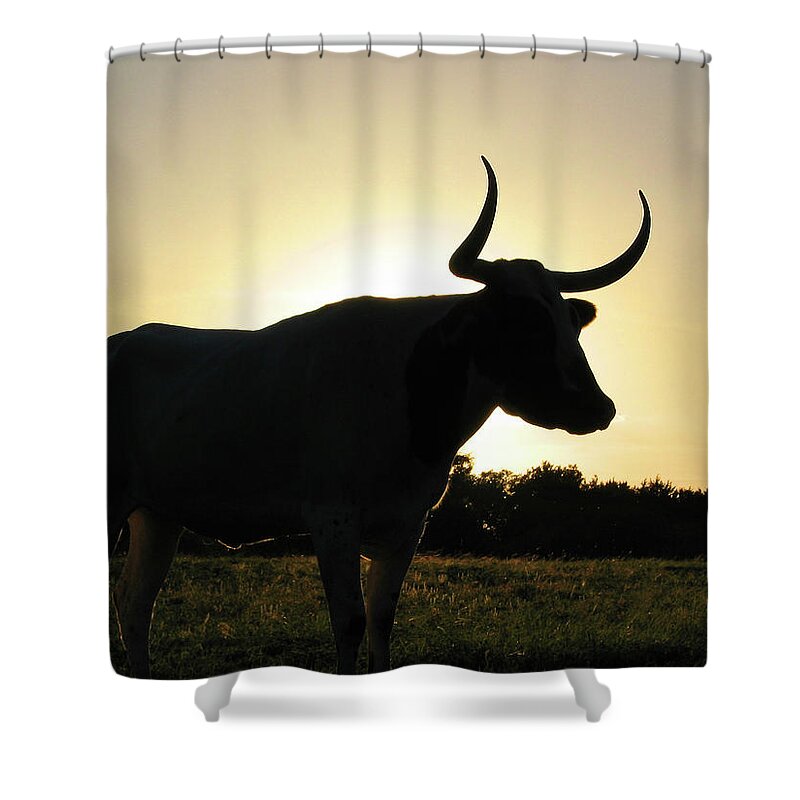 Backlit Shower Curtain featuring the photograph Backlit Longhorn by Ted Keller