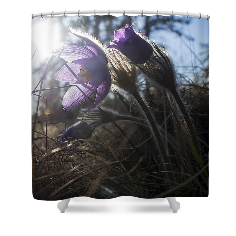 Alaska Shower Curtain featuring the photograph Backlit Pasque Flowers by Ian Johnson