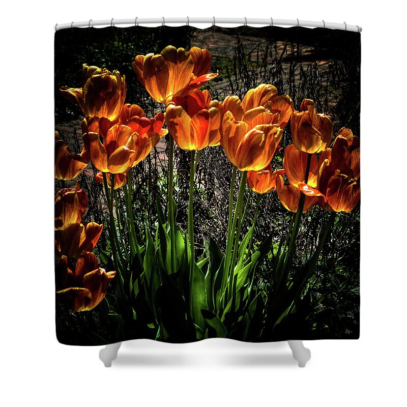 Backlit Tulips Shower Curtain featuring the photograph Backlit Tulips by David Patterson