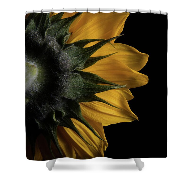 Sunflowers Shower Curtain featuring the photograph Backside of Sunflower Botanical / Nature / Floral Photograph by PIPA Fine Art - Simply Solid