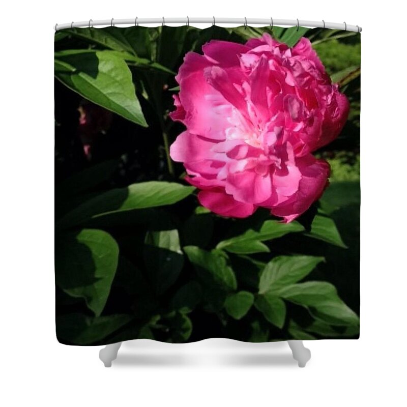 Pink Shower Curtain featuring the photograph Backyard Peony by Isabelle Kulow
