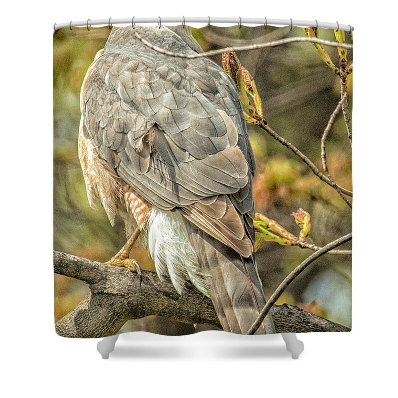  Shower Curtain featuring the photograph Backyard Visitor.... by Paul Vitko