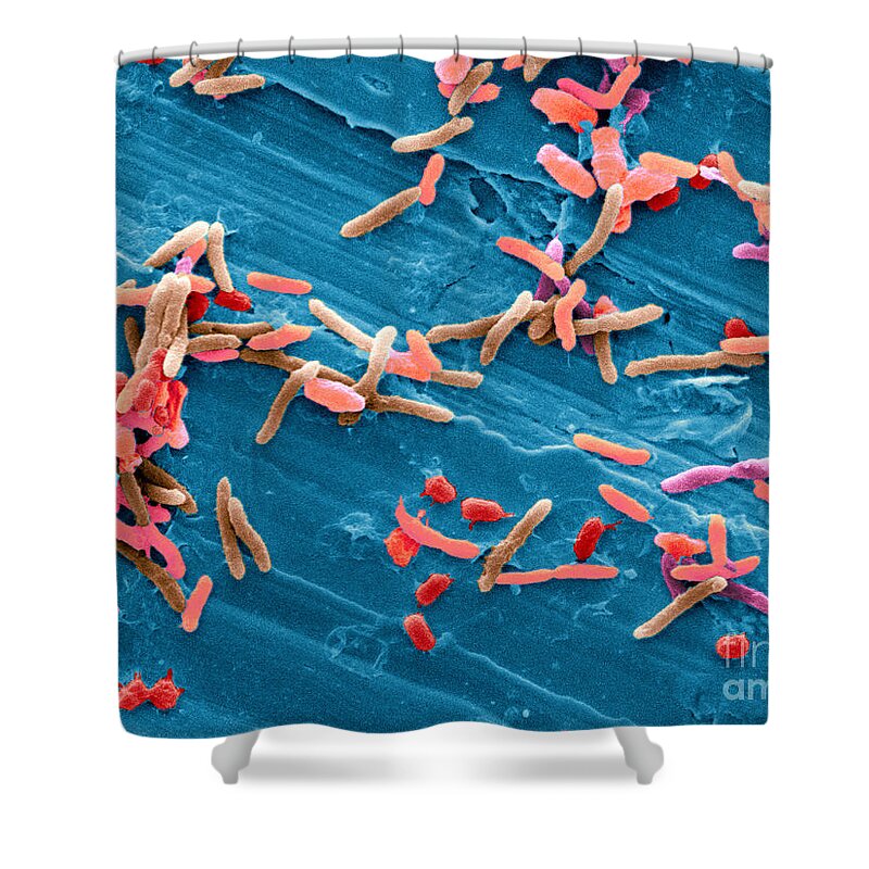 Chicken Meat Shower Curtain featuring the photograph Bacteria From Raw Chicken Meat, Sem by Scimat