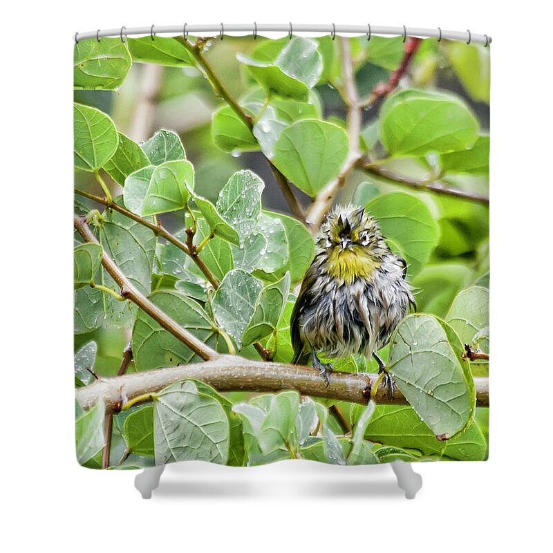 Hawaii Shower Curtain featuring the photograph Bad Hair Day by Dan McManus