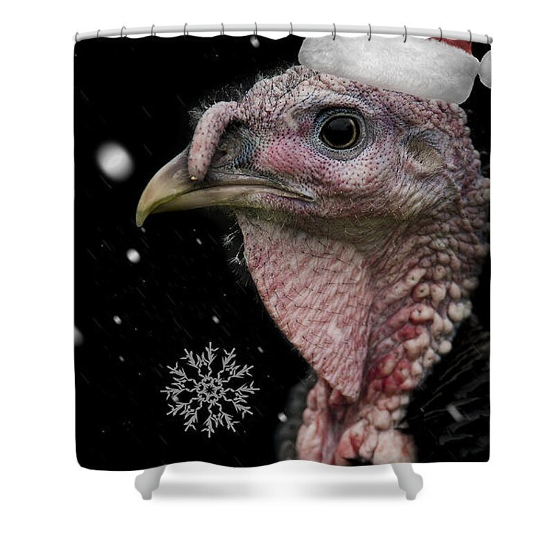 Turkey Shower Curtain featuring the photograph Bah Humbug by Paul Neville