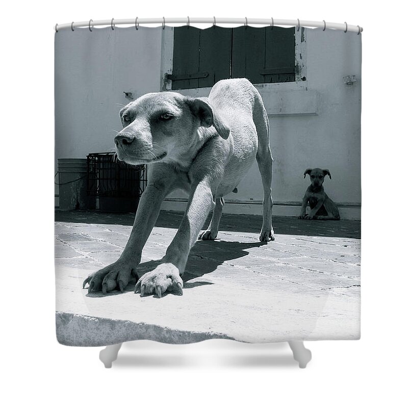 Dog Shower Curtain featuring the photograph Bahamas Dog by Becqi Sherman