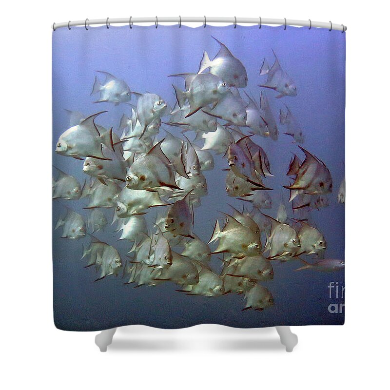 Underwater Shower Curtain featuring the photograph Baitball by Daryl Duda