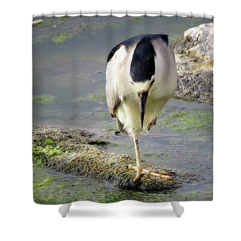 Birds Shower Curtain featuring the photograph Balance by Linda Stern