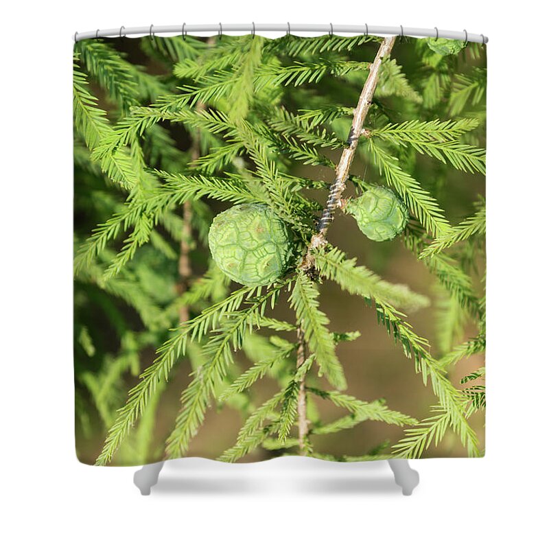 Bald Cypress Shower Curtain featuring the photograph Bald Cypress Seed Cone by Jennifer White