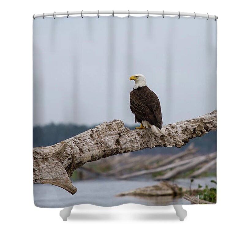 Bald Eagle Shower Curtain featuring the photograph Bald Eagle #1 by Paul Rebmann