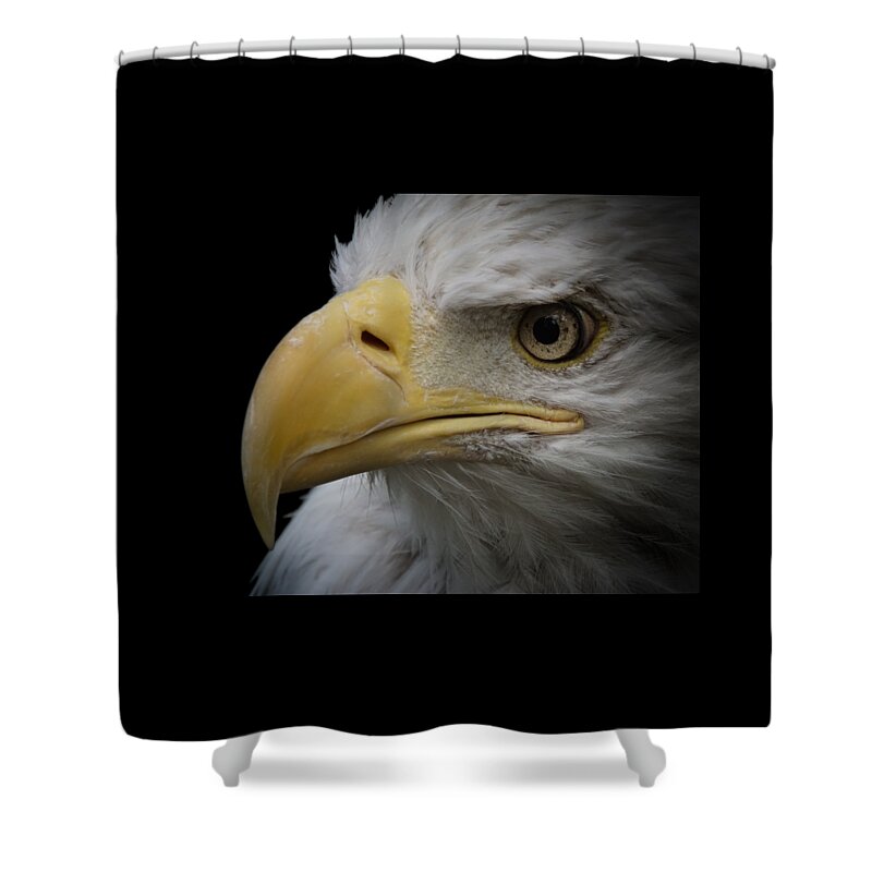 Animal Shower Curtain featuring the photograph Bald Eagle 2 by Ernest Echols