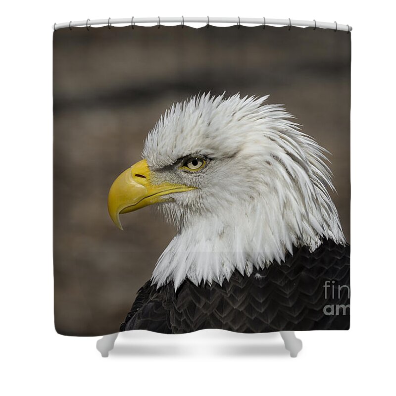 Eagle Shower Curtain featuring the photograph Bald Eagle by Andrea Silies