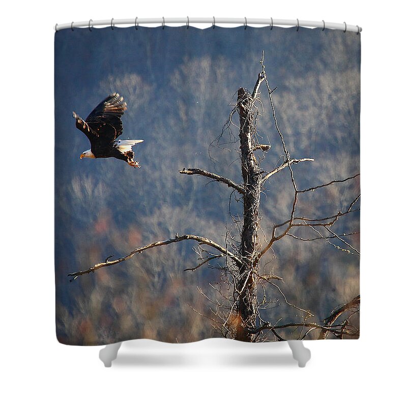 Bald Eagle Shower Curtain featuring the photograph Bald Eagle at Boxley Mill Pond by Michael Dougherty