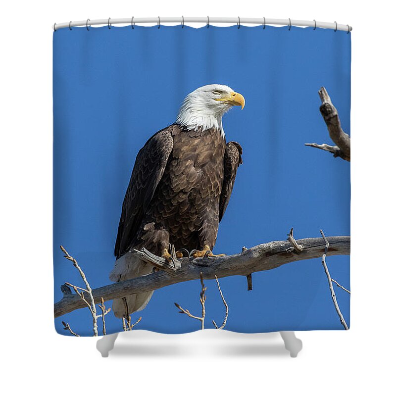 Bald Eagle Shower Curtain featuring the photograph Bald Eagle Closes Its Eyes by Tony Hake