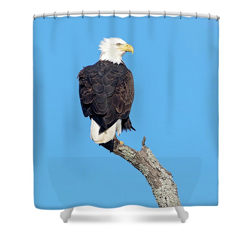 Bald Eagle Shower Curtain featuring the photograph Bald Eagle by Eilish Palmer