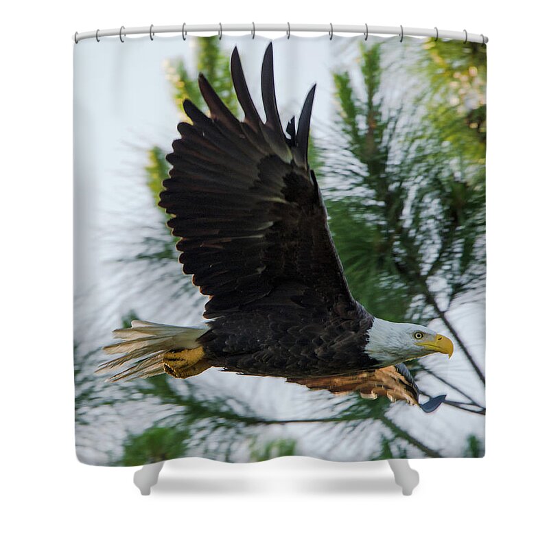 American Shower Curtain featuring the photograph Bald Eagle Flying at Dawn by Artful Imagery