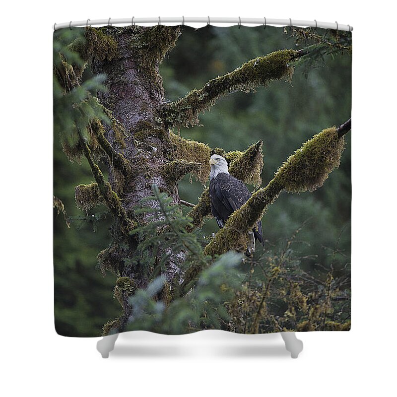 Eagle Shower Curtain featuring the photograph Bald Eagle in Tree of Moss by Bill Cubitt