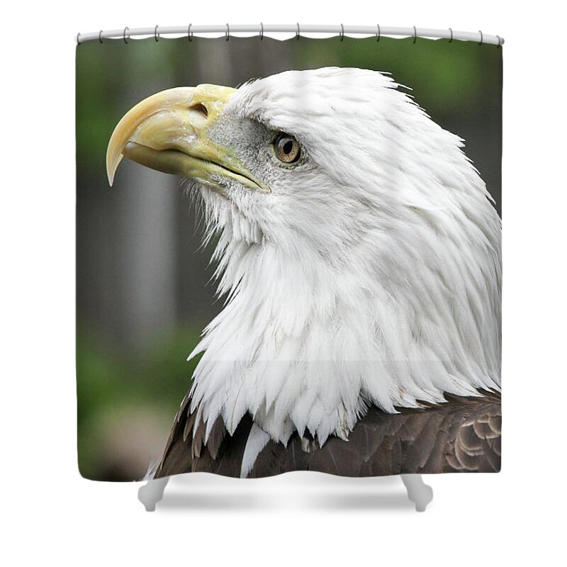 Eagle Shower Curtain featuring the photograph Bald Eagle by Jackson Pearson