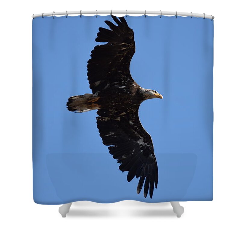 Bald Eagle Juvenile Shower Curtain featuring the photograph Bald Eagle Juvenile Soaring by Margarethe Binkley