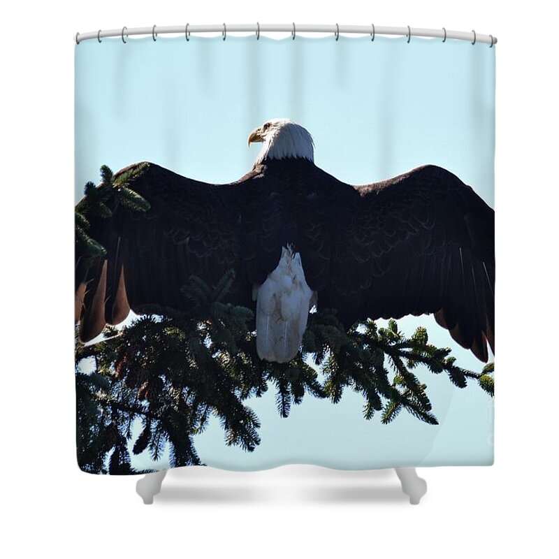 Eagle Shower Curtain featuring the photograph Bald Eagle by Laurianna Taylor